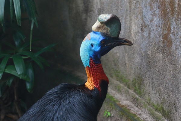 Балийский зоопарк (2)